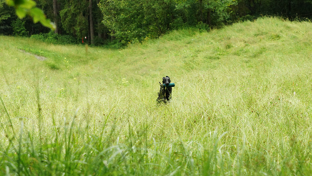 Mountain Trial Open-Workingtest<br><small>Emmental ’14</small>