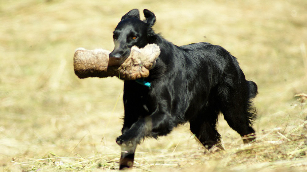 Training<br><small>bei der Waldlichtung ’11</small>