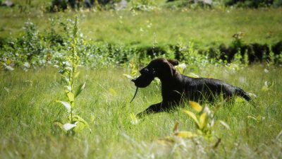 Alpine Trip<br><small>to a hidden ground ’16</small>