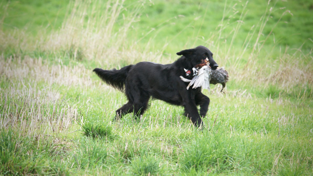 Field Trial<br><small>Lezey/France ’15</small>