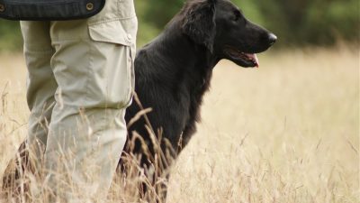 Gundog Training<br><small>Moheda/Sweden ’12</small>