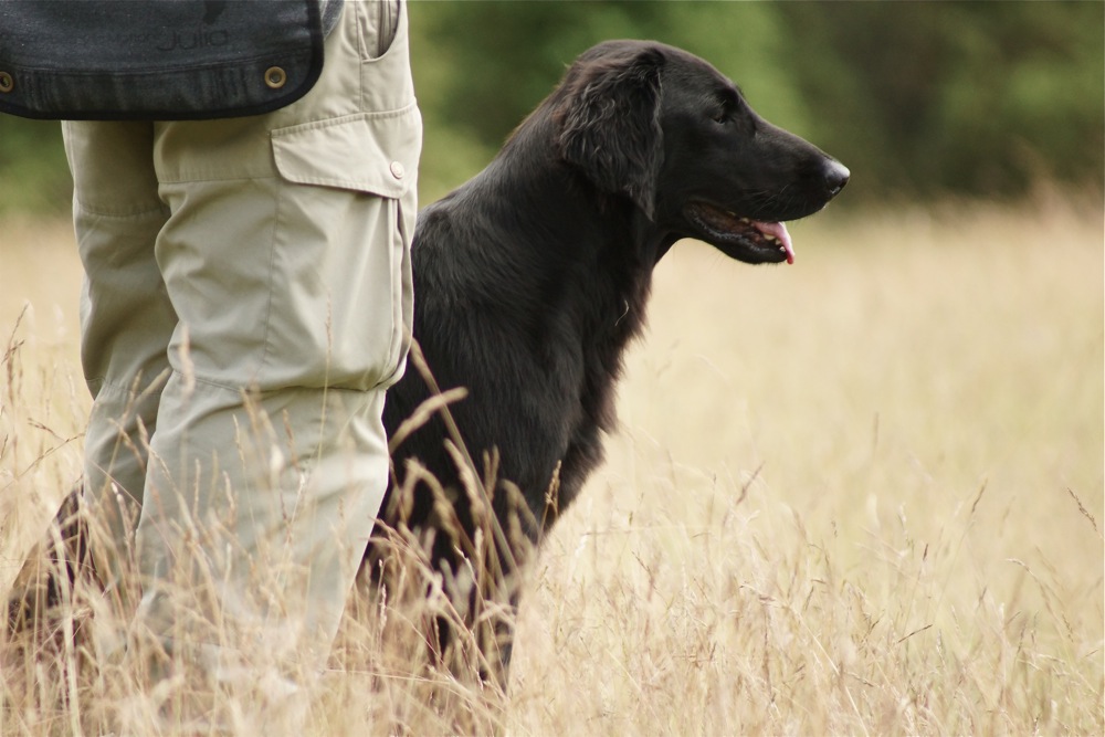 Gundog Training<br><small>Moheda/Sweden ’12</small>