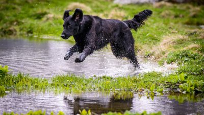 Training & Workingtest<br><small>Andermatt/Oberwald ’14</small>