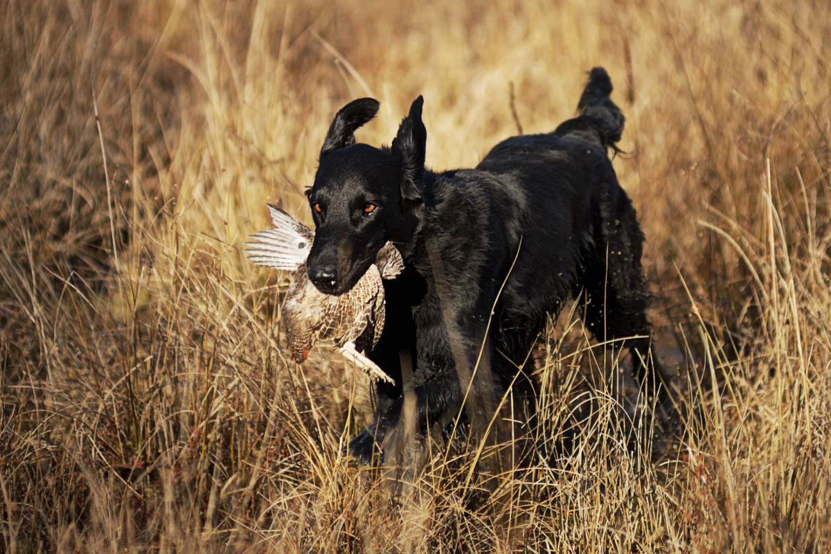 Field Trial<br><small>Parma/Italy ’14</small>